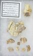 Associated Squalicorax Teeth With Fossil Skin - Kansas #42976-4